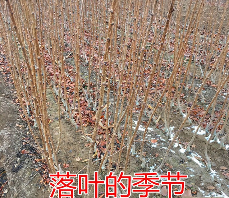 嫁接杏子树苗甜杏树苗特大早熟巨蜜王杏子苗南北方种植包成活