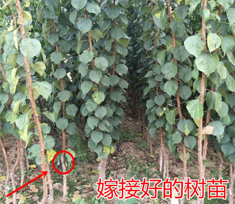 凯特杏树苗嫁接甜杏树苗凯特甜杏苗当年结果南北方种植苗
