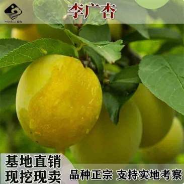 嫁接杏树苗李广杏苗各种稀有水果树苗李光杏敦煌李广杏