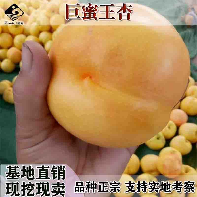 嫁接杏树苗李广杏苗各种稀有水果树苗李光杏敦煌李广杏