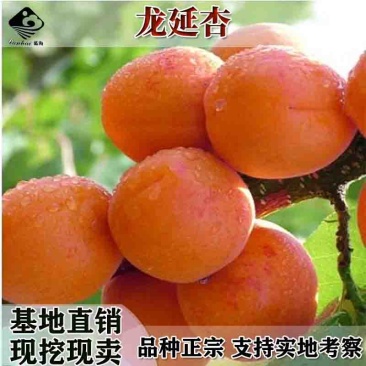批发甜杏苗新品种兰州龙延杏子苗嫁接特大早熟杏树苗杏子树苗