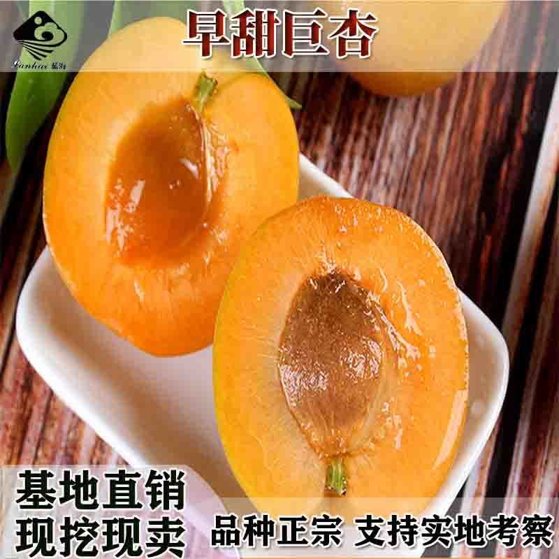 批发甜杏苗新品种兰州龙延杏子苗嫁接特大早熟杏树苗杏子树苗