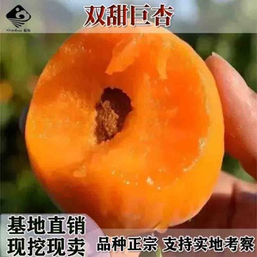 嫁双甜巨杏树苗嫁接杏树苗杏仁香甜杏子当年结果南方北方