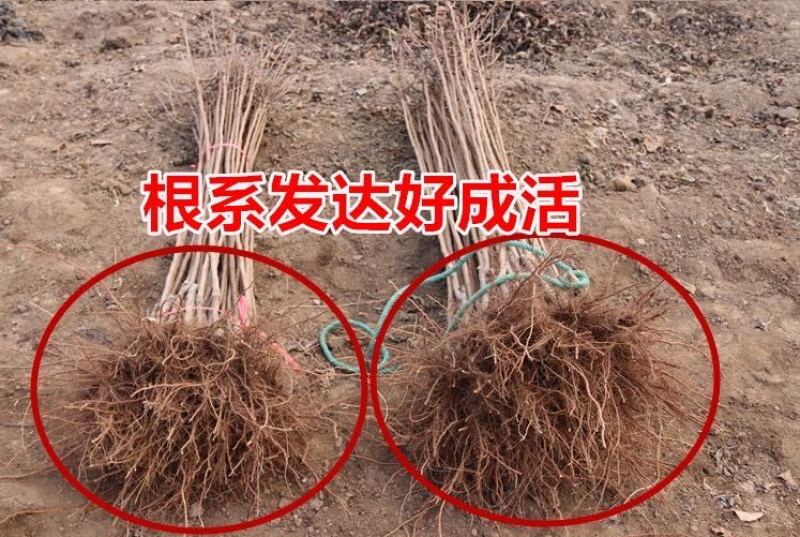 嫁双甜巨杏树苗嫁接杏树苗杏仁香甜杏子当年结果南方北方
