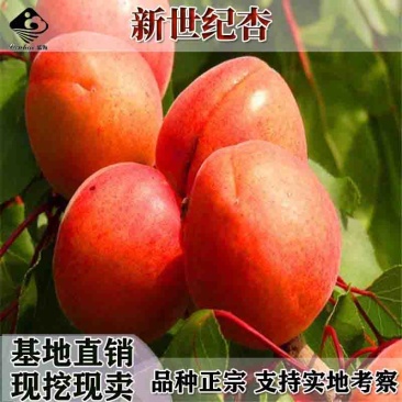 批发新世纪杏子树苗嫁接杏树苗当年结果特大果树苗地栽南北方