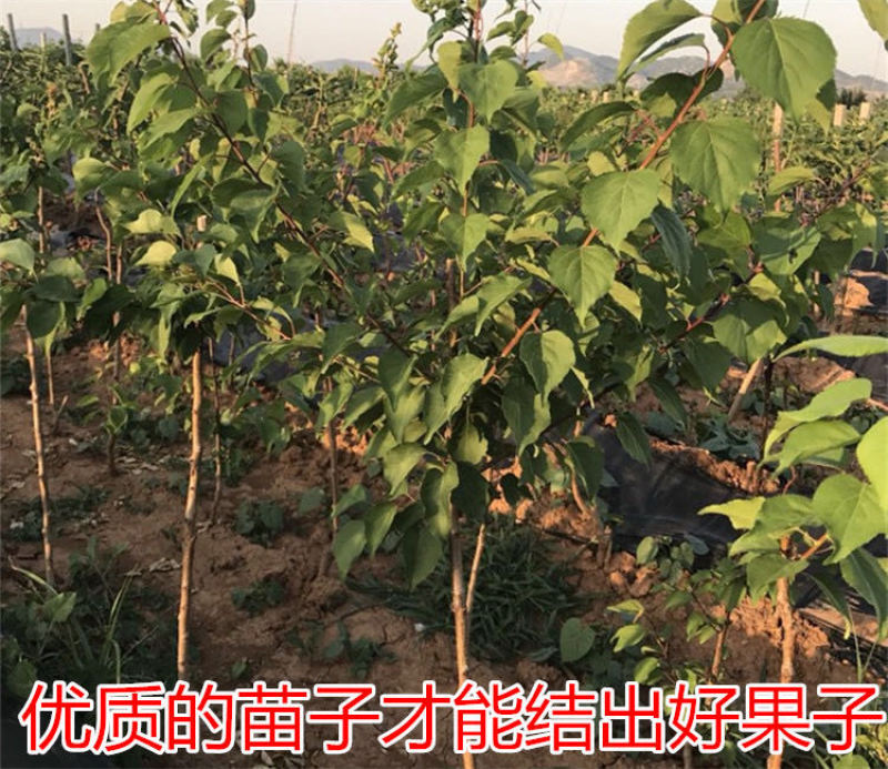 批发新世纪杏子树苗嫁接杏树苗当年结果特大果树苗地栽南北方