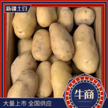新疆优质土豆马铃薯大量上市全国供应商超品质