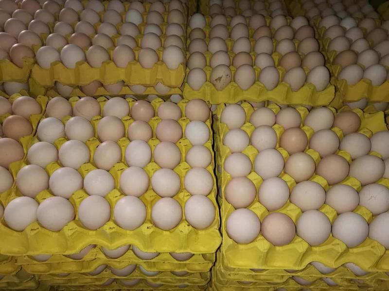 【粉蛋】河北禽蛋购销处，常年供应，保品质，破损包赔