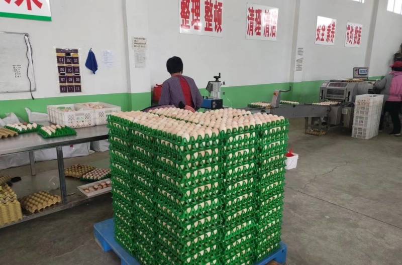 【粉蛋】河北禽蛋购销处，常年供应，保品质，破损包赔