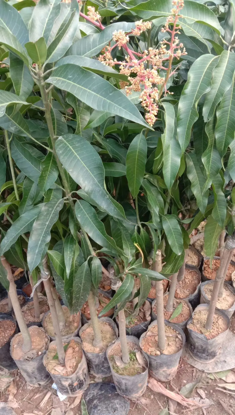 优质嫁接海南红贵妃芒树苗巨甜大果红贵妃芒果苗树苗盆栽核薄