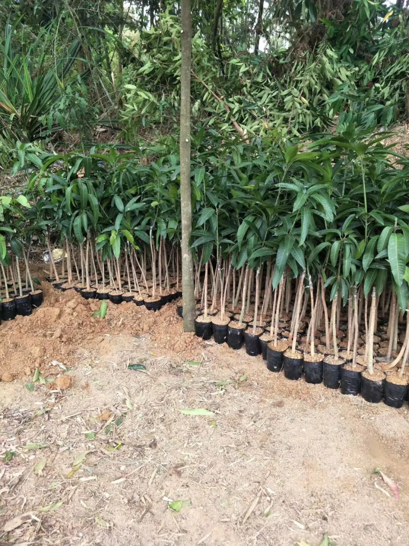 优质嫁接海南红贵妃芒树苗巨甜大果红贵妃芒果苗树苗盆栽核薄