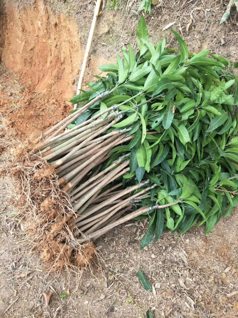 优质嫁接海南红贵妃芒树苗巨甜大果红贵妃芒果苗树苗盆栽核薄