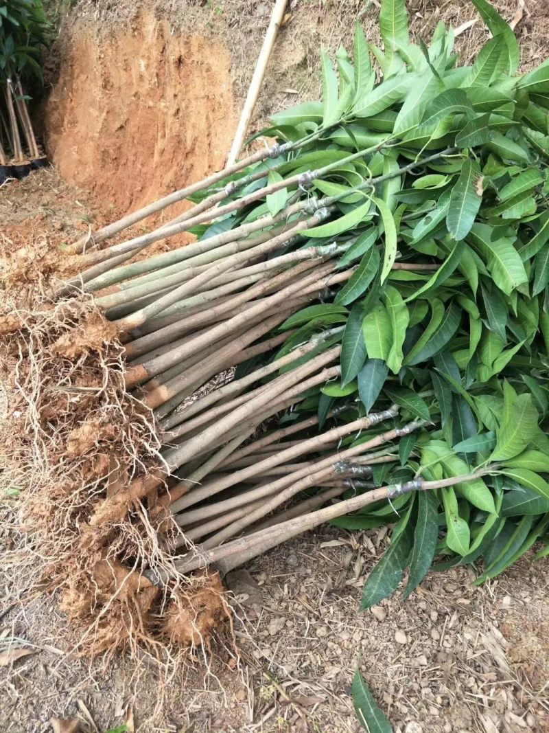 优质嫁接海南红贵妃芒树苗巨甜大果红贵妃芒果苗树苗盆栽核薄
