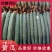 河北密刺黄瓜实力代收！合作共赢！用实力说话