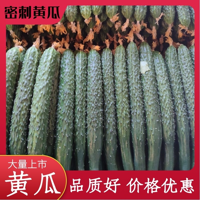 河北密刺黄瓜实力代收！合作共赢！用实力说话