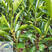 晴姬柑橘苗,小果型杂柑，日本优势品种，象山基地直发