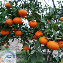 甘平柑橘苗，桔子树苗批发，优良柑橘新品种，高糖晚熟