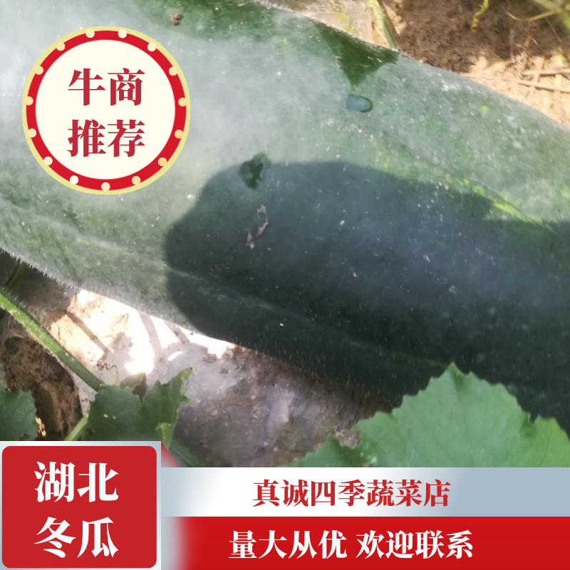 精品头批黑皮冬个头大，皮黑肉厚。量大成优