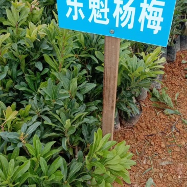 正宗东魁杨梅树苗嫁接特大水果木盆栽南北方种植庭院常绿室外