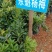 正宗东魁杨梅树苗嫁接特大水果木盆栽南北方种植庭院常绿室外