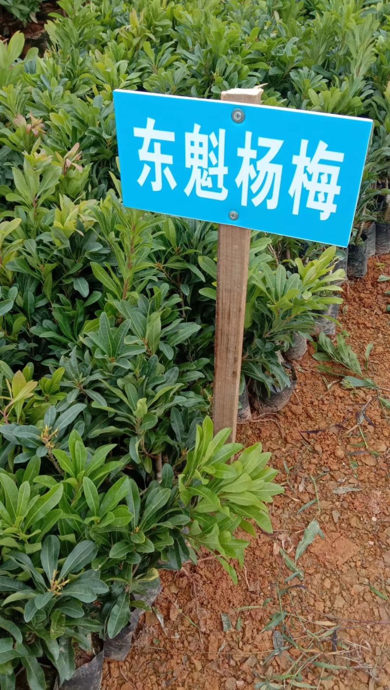 正宗东魁杨梅树苗嫁接特大水果木盆栽南北方种植庭院常绿室外
