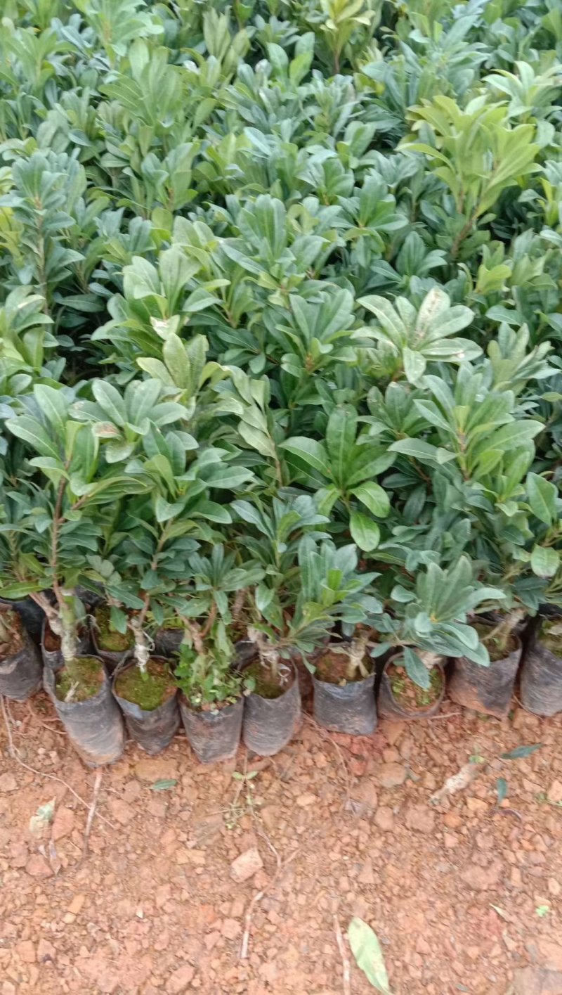 正宗东魁杨梅树苗嫁接特大水果木盆栽南北方种植庭院常绿室外