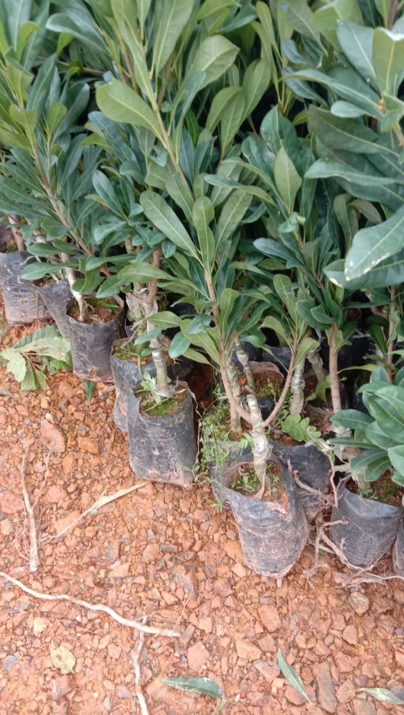 正宗东魁杨梅树苗嫁接特大水果木盆栽南北方种植庭院常绿室外