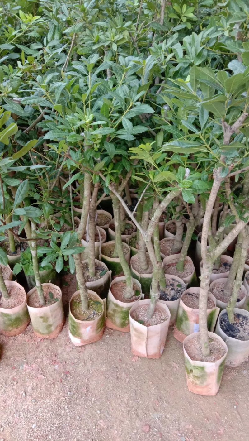 正宗东魁杨梅树苗嫁接特大水果木盆栽南北方种植庭院常绿室外