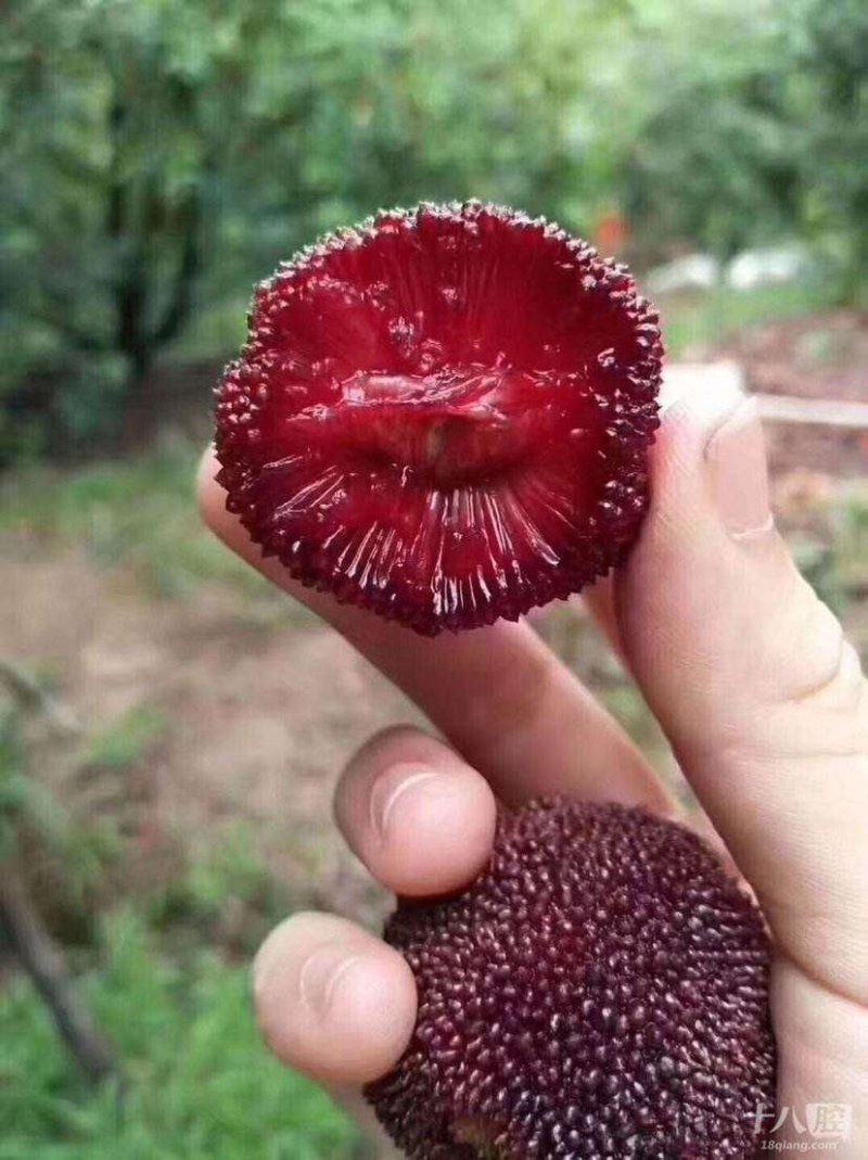 正宗东魁杨梅树苗嫁接特大水果木盆栽南北方种植庭院常绿室外