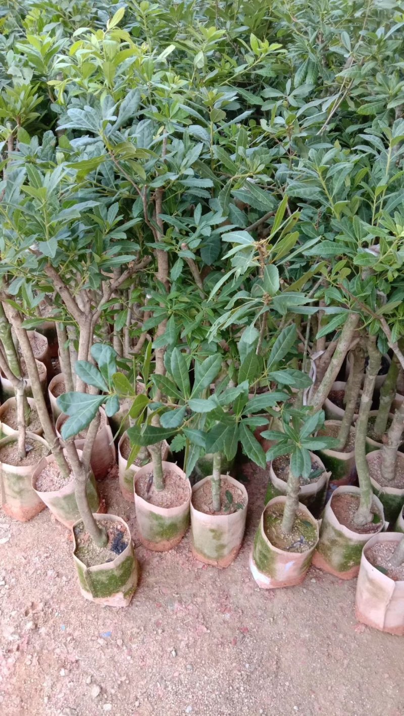 正宗东魁杨梅树苗嫁接特大水果木盆栽南北方种植庭院常绿室外