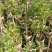 正宗东魁杨梅树苗嫁接特大水果木盆栽南北方种植庭院常绿室外
