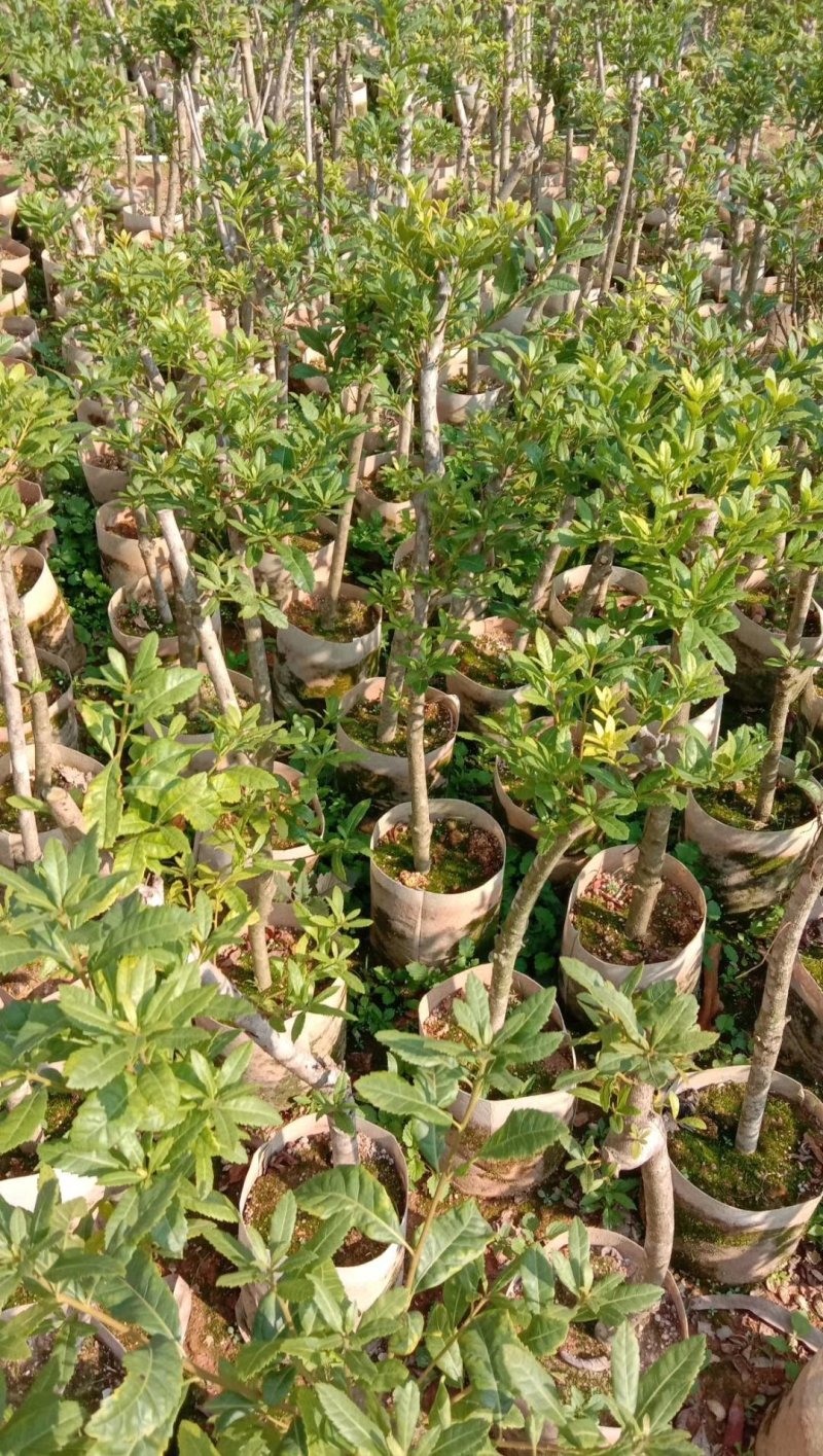 正宗东魁杨梅树苗嫁接特大水果木盆栽南北方种植庭院常绿室外