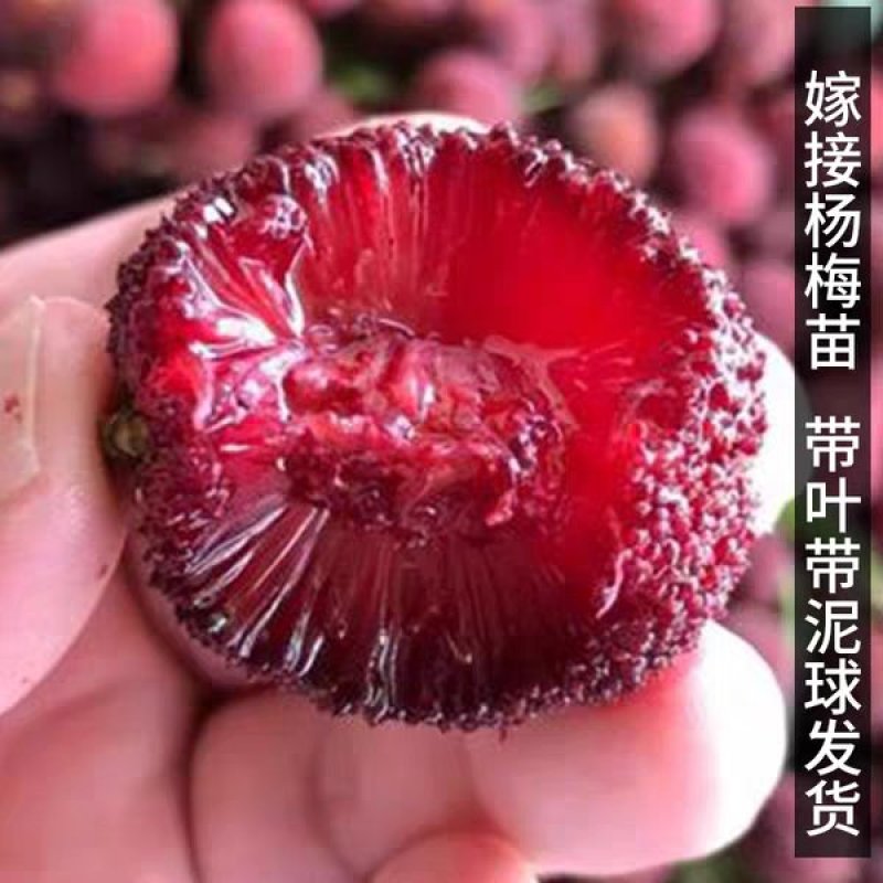 正宗东魁杨梅树苗嫁接特大水果木盆栽南北方种植庭院常绿室外