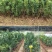 正宗东魁杨梅树苗嫁接特大水果木盆栽南北方种植庭院常绿室外