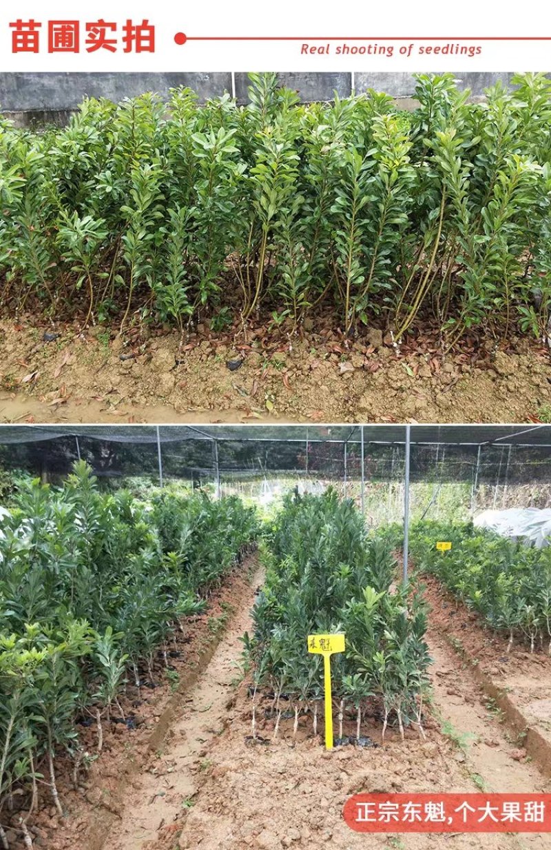 正宗东魁杨梅树苗嫁接特大水果木盆栽南北方种植庭院常绿室外