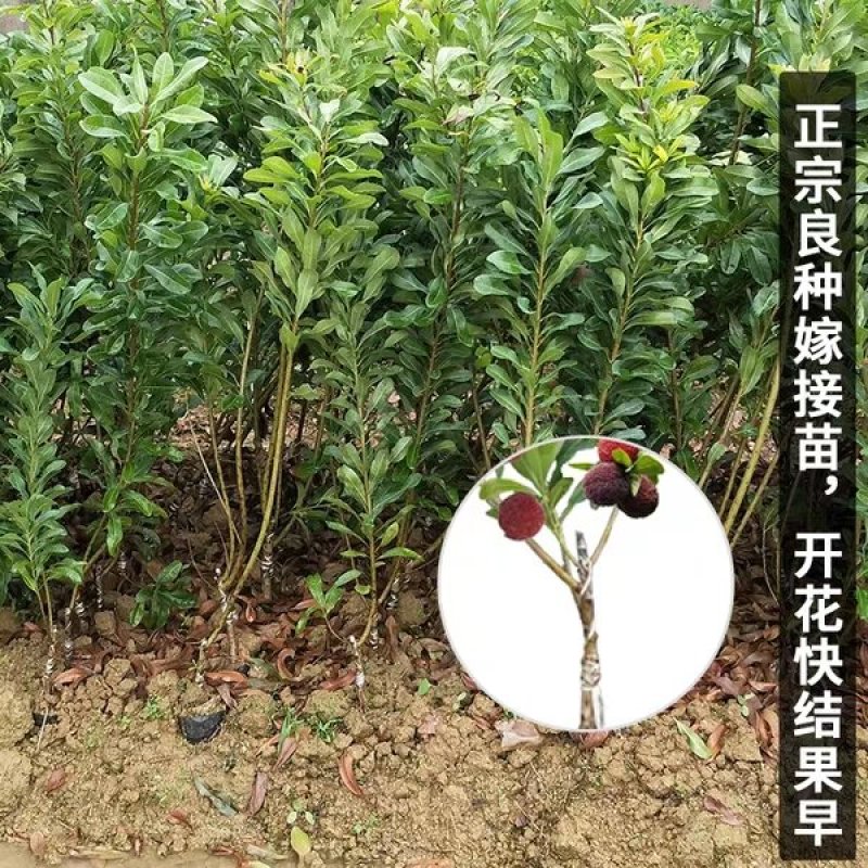 正宗东魁杨梅树苗嫁接特大水果木盆栽南北方种植庭院常绿室外