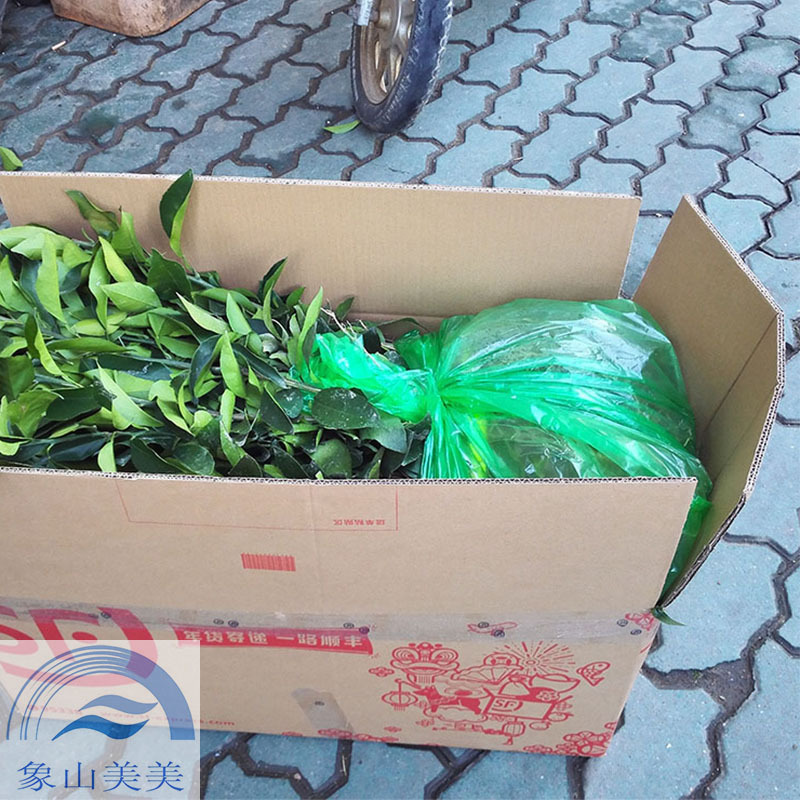 晴姬柑橘苗,小果型杂柑，日本优势品种，象山基地直发
