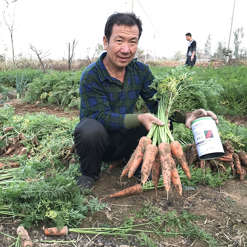 中科茂华蔬菜种子莫迪胡萝卜种子根红芯红肉红坂田原种八代提