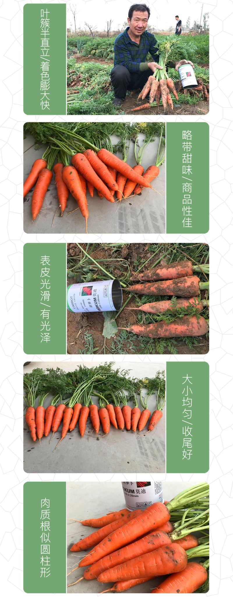 中科茂华蔬菜种子莫迪胡萝卜种子根红芯红肉红坂田原种八代提