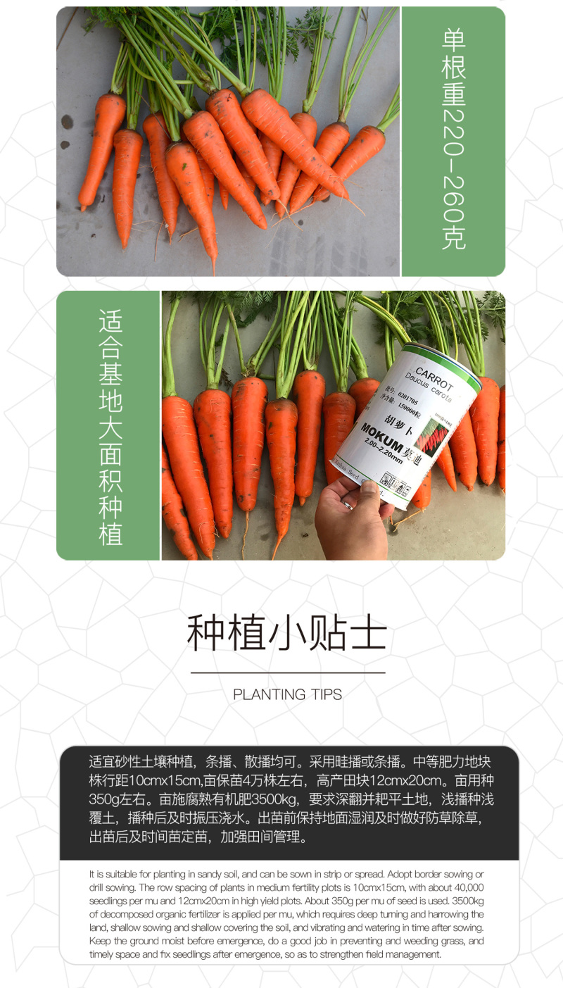 中科茂华蔬菜种子莫迪胡萝卜种子根红芯红肉红坂田原种八代提
