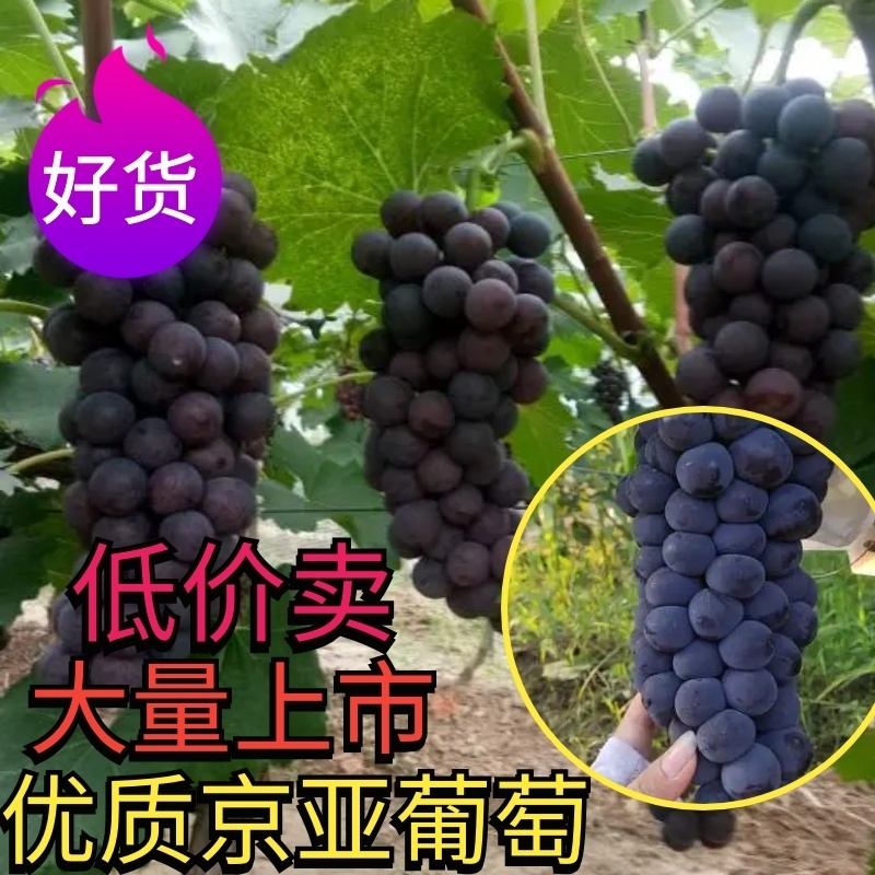 陕西京亚葡萄大量上市，质量保证，低价批发