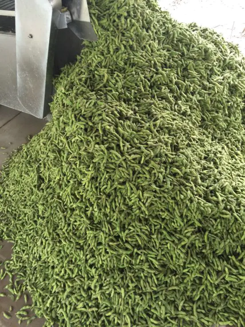 【量大从优！】翠宝绿毛豆大量上市欢迎老板咨询