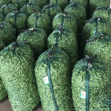【量大从优！】翠宝绿毛豆大量上市欢迎老板咨询