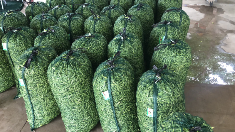 【量大从优！】翠宝绿毛豆大量上市欢迎老板咨询