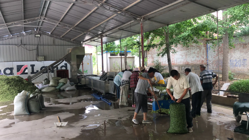 【量大从优！】翠宝绿毛豆大量上市欢迎老板咨询