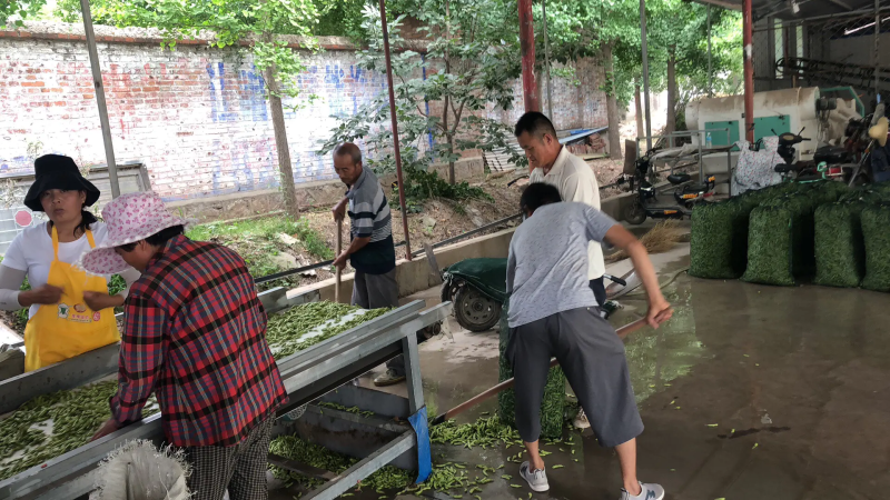 【量大从优！】翠宝绿毛豆大量上市欢迎老板咨询