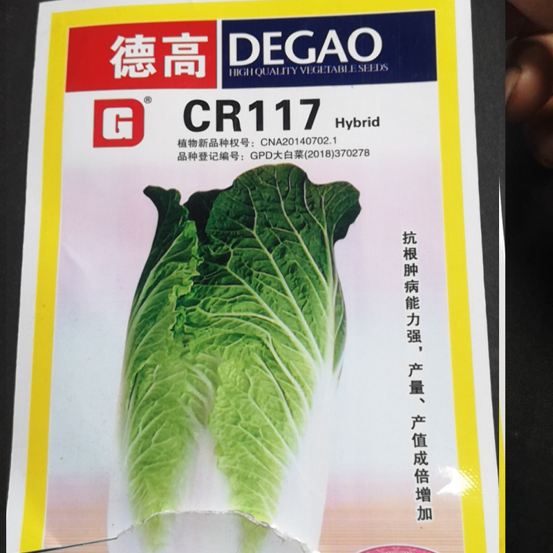 白菜苗抗根肿、菜型好、商品价值高、耐运输，市场表现好