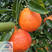 柑橘新品种，媛红碰柑苗，一年生嫁接苗，象山基地直发
