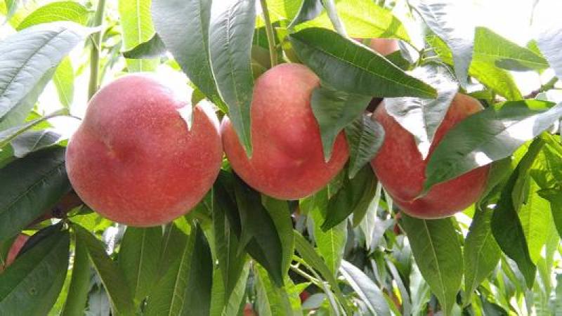 【水蜜桃】毛桃离核大久保果大脆甜量大价优诚信经营