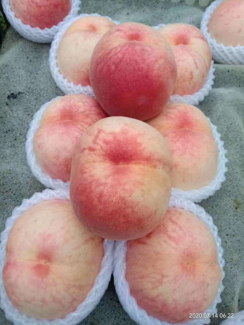 【精选】毛桃河北大久保水蜜桃果大汁甜欢迎老板联系